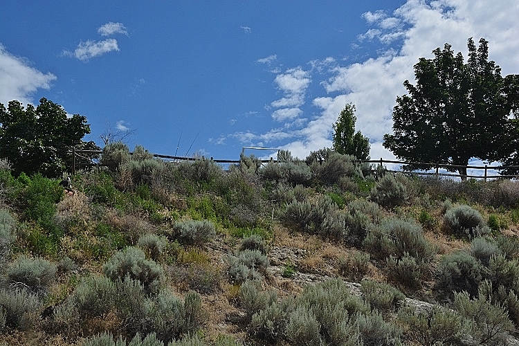 vineyards on hillside